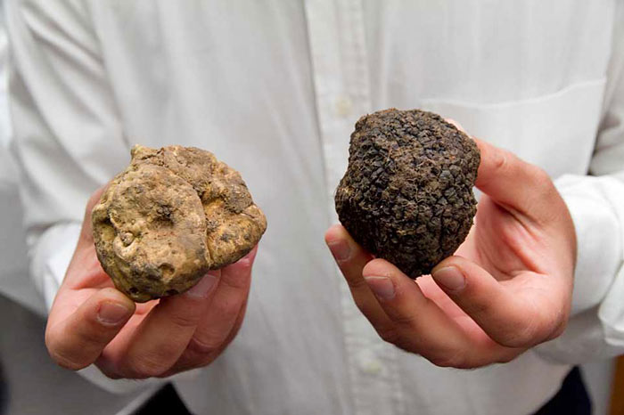 Tartufo bianco e nero